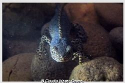 male newt - freshwater by Claudia Weber-Gebert 
